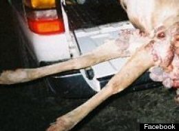 Did The Oilsands Do This To This Deer? (GRAPHIC)