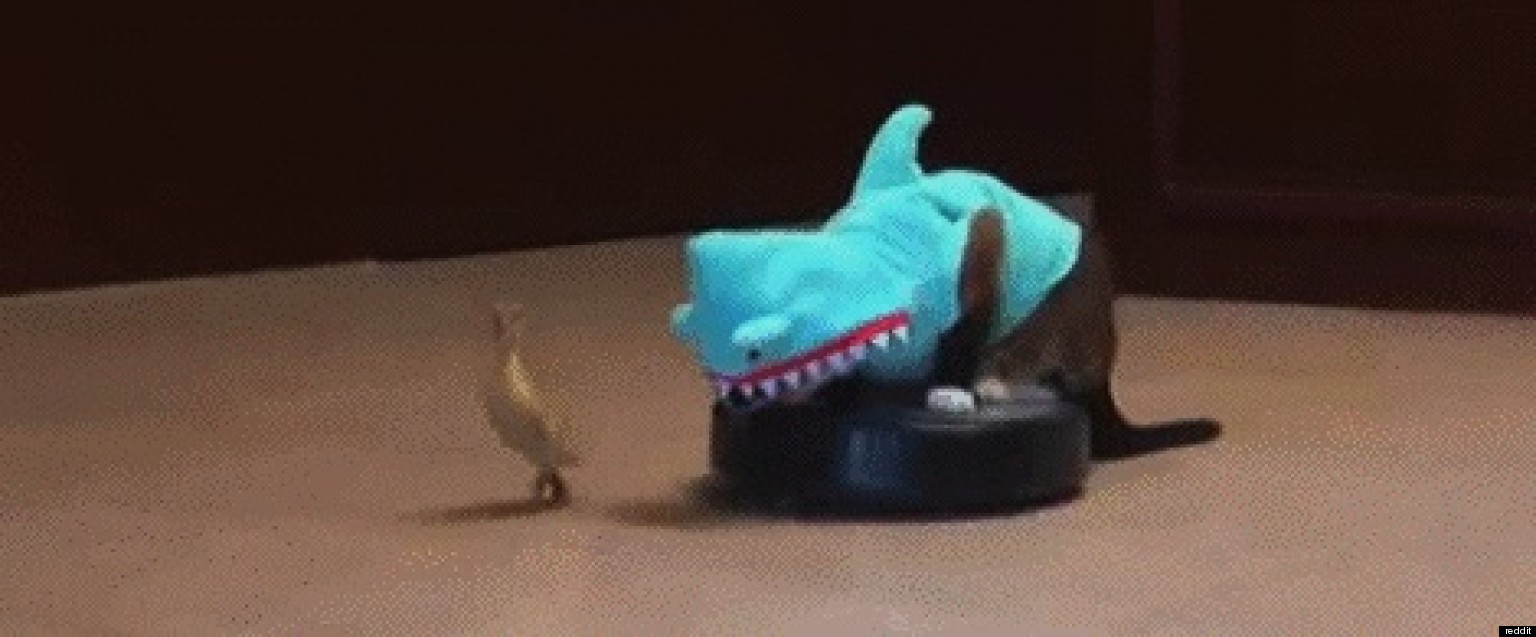 Cat Dressed As Shark, Riding A Roomba, Chasing A Duck (VIDEO) HuffPost