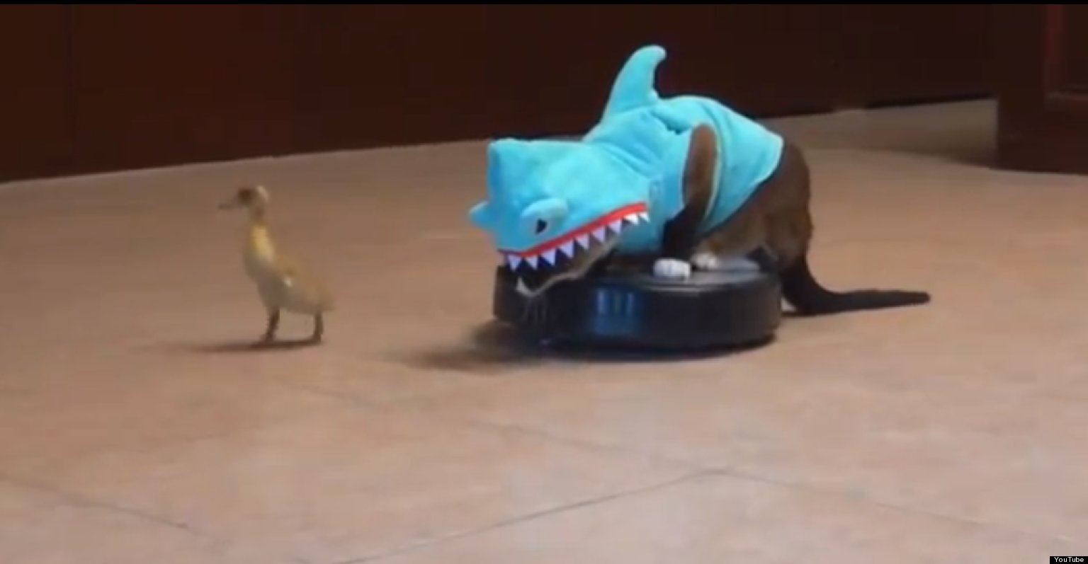 Just A Cat Dressed As A Shark Riding A Roomba Chasing A Duckling (VIDEO