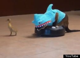 WATCH: The Only Animal Video You Need Today