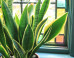 6 Houseplants You Can Totally Keep Alive