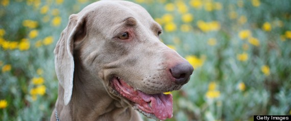 Phoenix Big Dog Clothing Store - Yellowpages.com