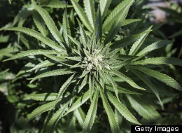 A Voter's Guide To Legalizing Pot