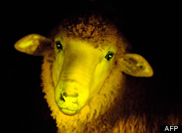 Moutons Phosphorescents
