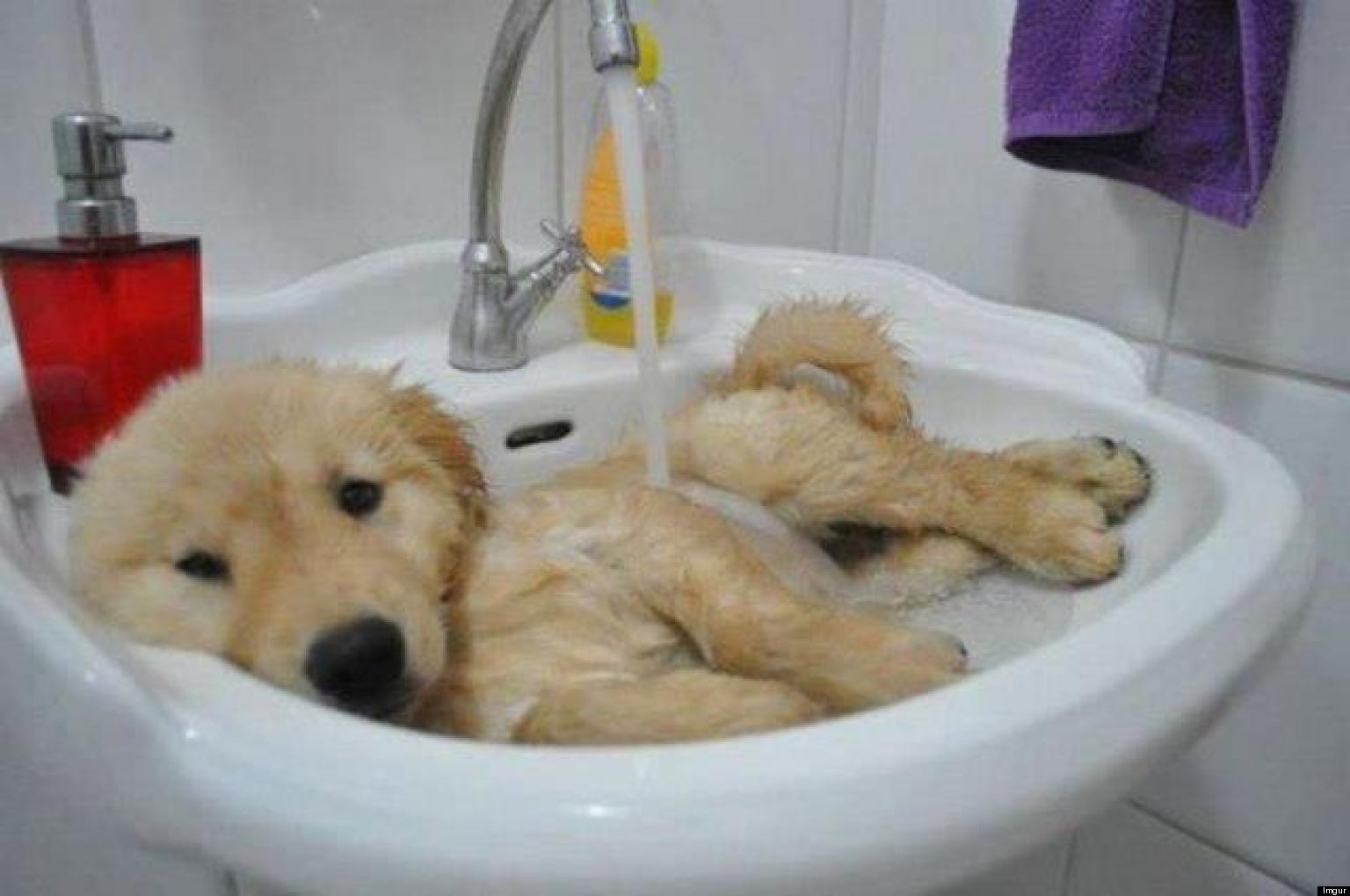 37-animals-taking-a-bath-pictures