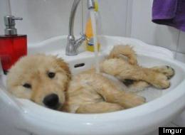 37 animales tomando un baño (FOTOS)