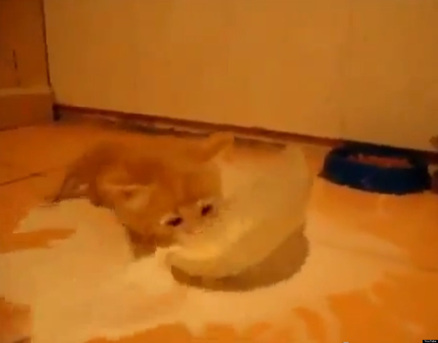 Kitten Tries To Swim In Bowl Of Milk (VIDEO) HuffPost