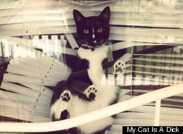 LOOK: Quite Simply, My Cat Is A Dick