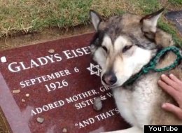 Wiley, a wolf dog, cries at the grave of Gladys, his friend and 