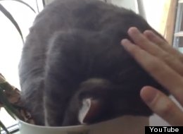 WATCH: Cat Naps In Plant Pot