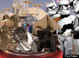 WATCH: It's Star Wars! With Kittens!