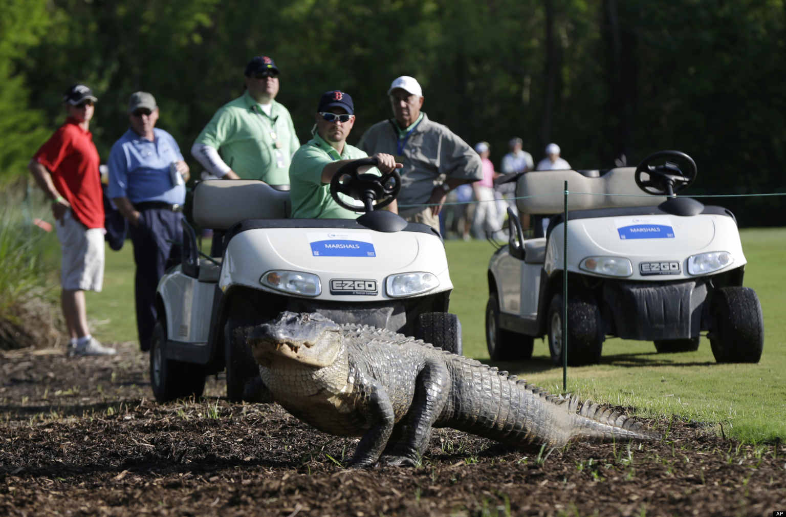 Image result for alligator golf