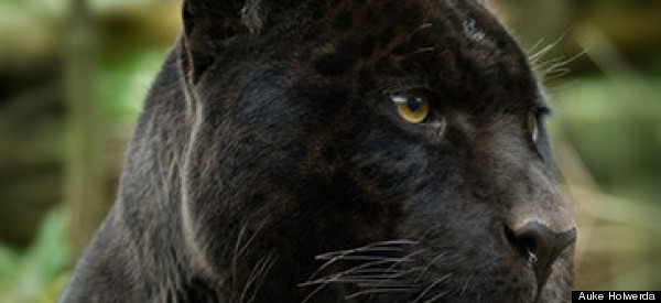 Africa's Elusive Big Five: The Animals Guides Most Want to Spot