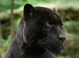 Africa's Elusive Big Five: The Animals Guides Most Want to Spot