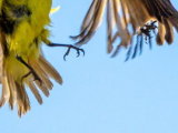Bird Fight Photo Is One Of The...