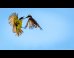 PHOTO: Bird Fight!
