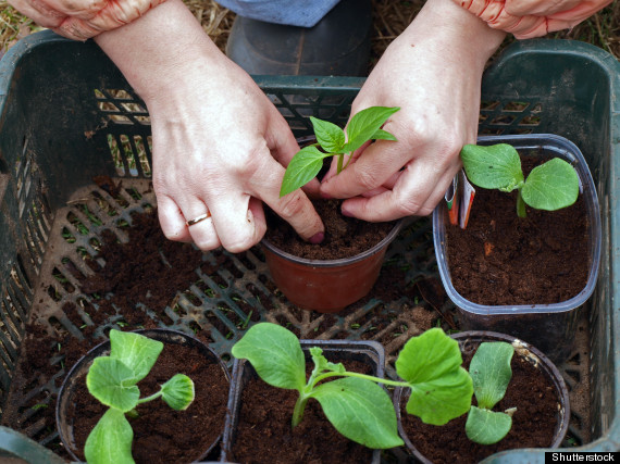 gardening