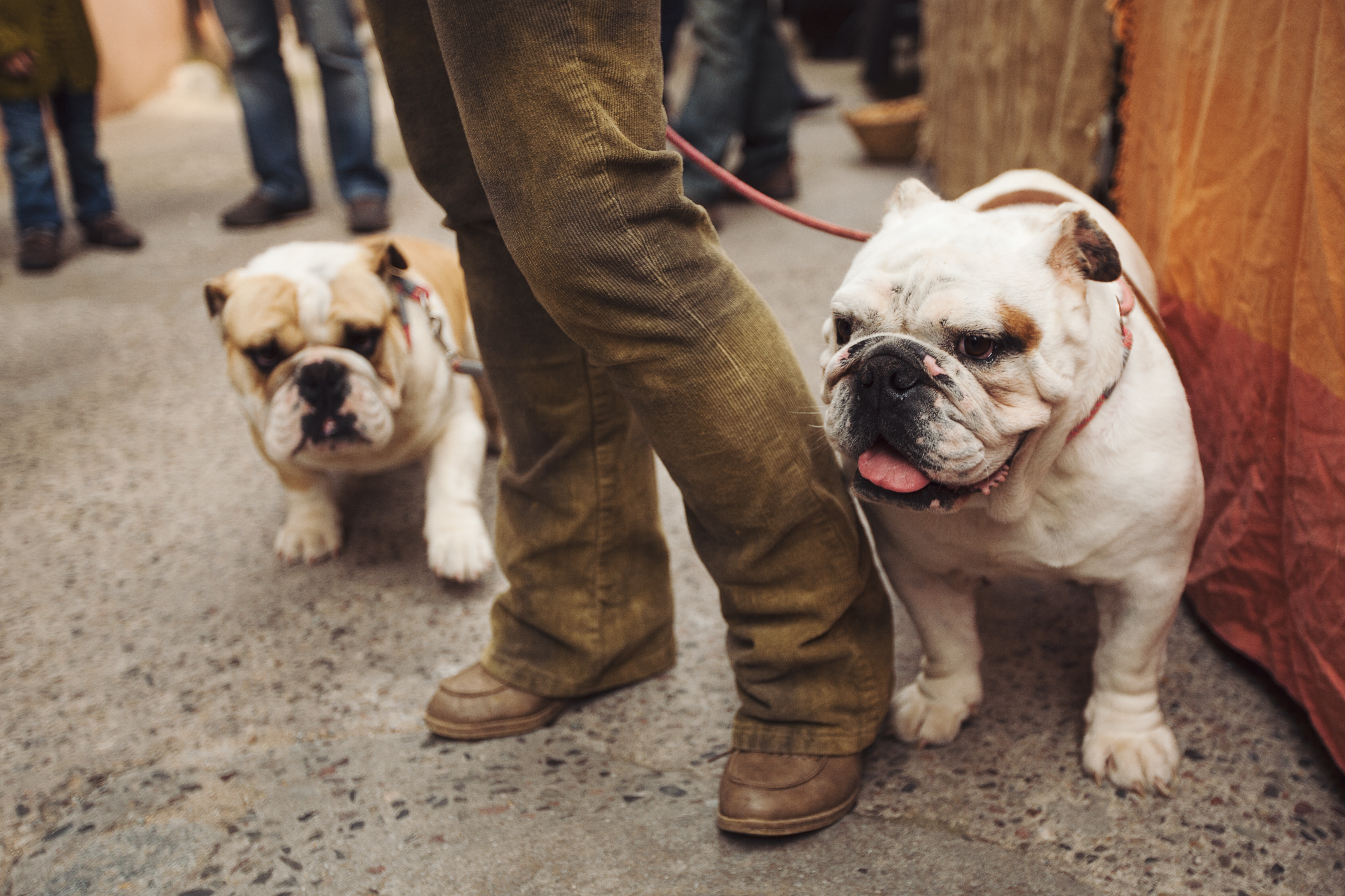 man and dogs