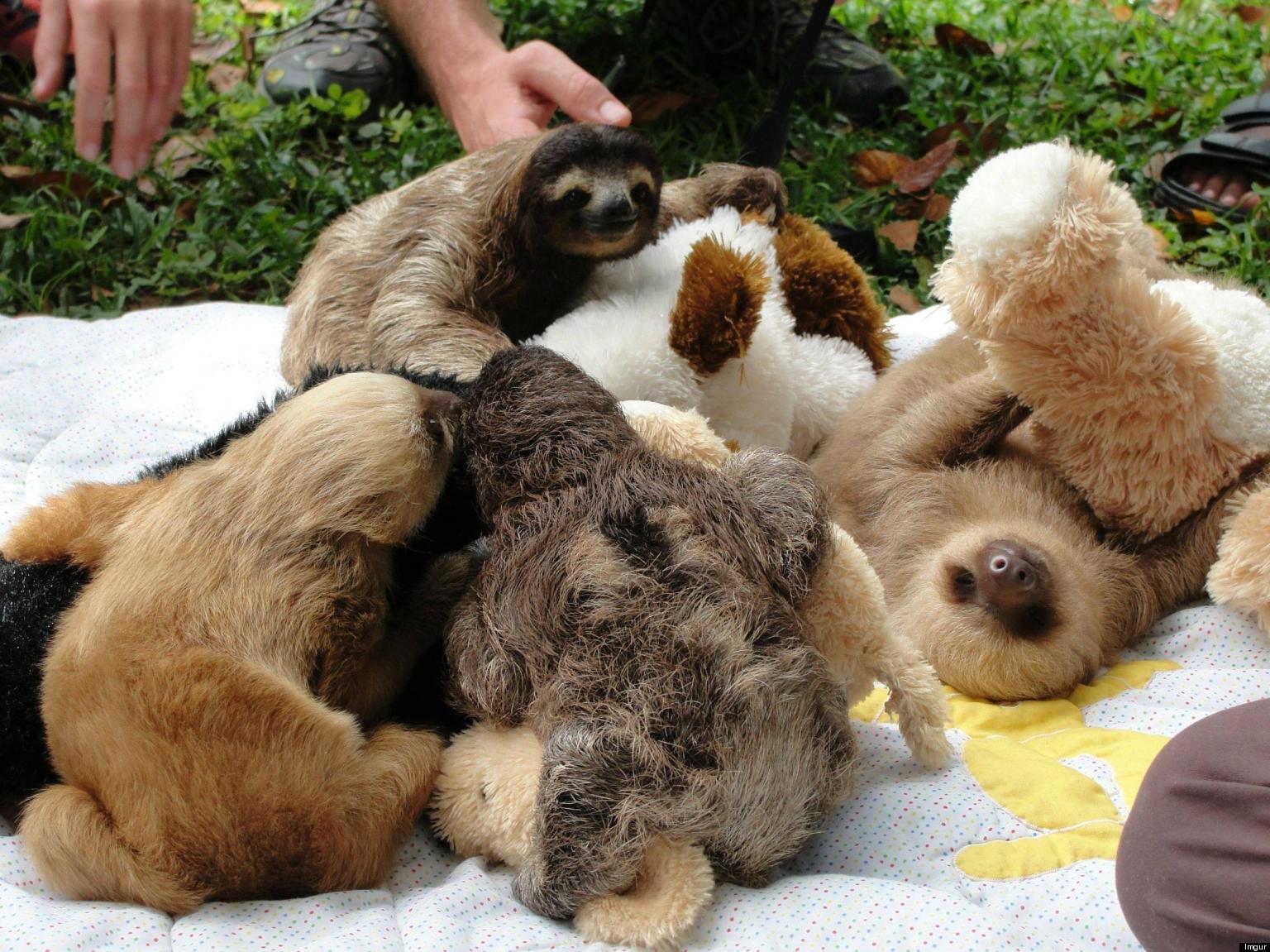 Baby Sloth Pile Filled With Teddy Bears Is Adorable (PHOTO) | HuffPost
