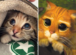The Adorable Kitten Who Just Loves Attention (PICTURE)
