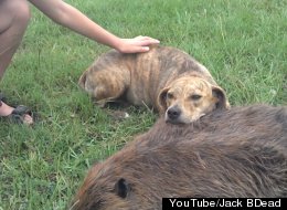 WATCH: Loyal Dog Mourns Death Of Unlikely Best Friend