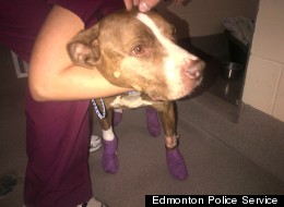 Man Charged After Dog Dragged Behind Pickup Truck