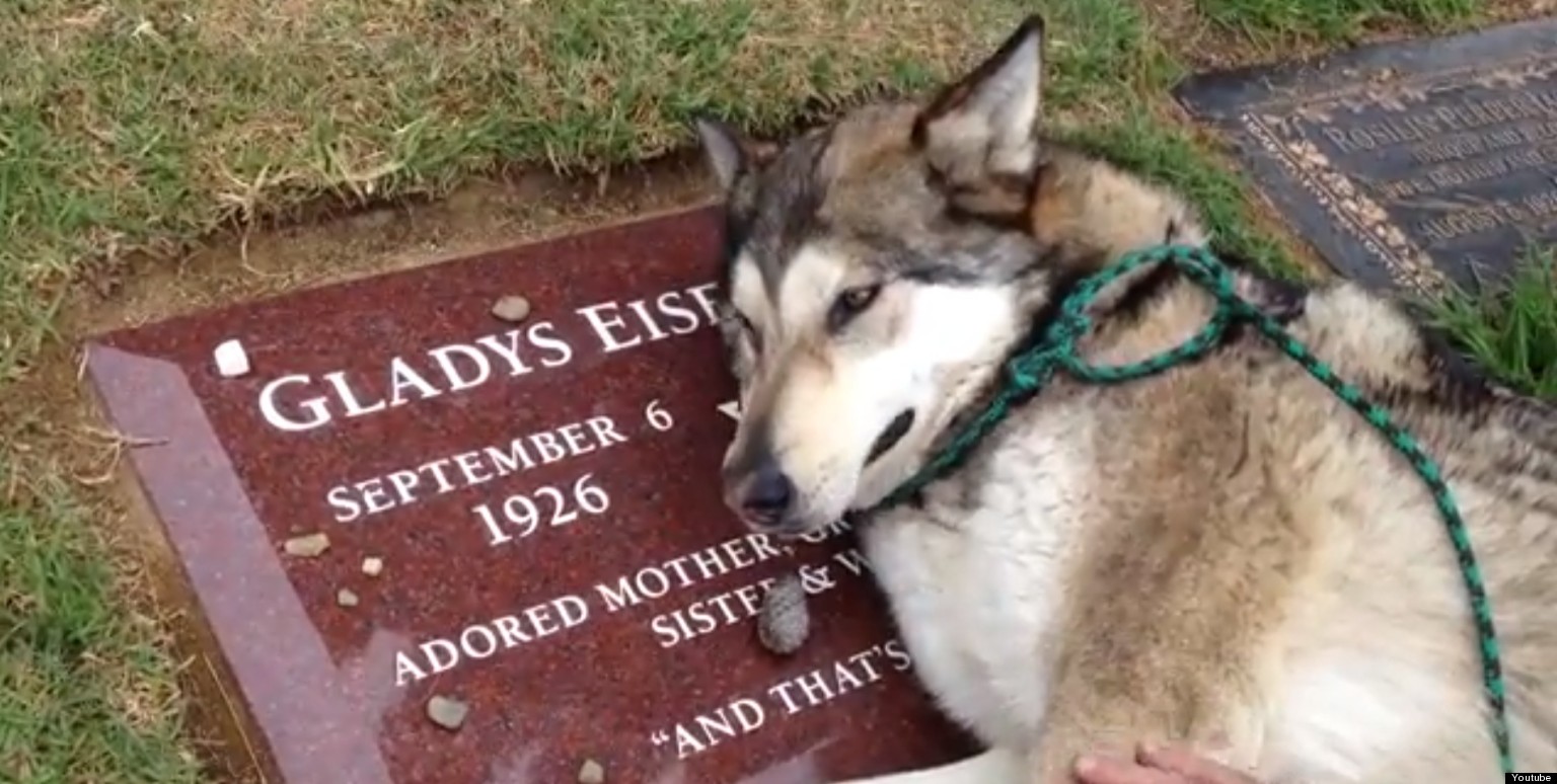 Dog 'Cries' At Grave: Wiley Crying Over Grandma (VIDEO)