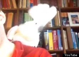 WATCH: Cockatoo Dances To Daft Punk