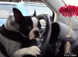 WATCH: Boston Terrier Drives A Car