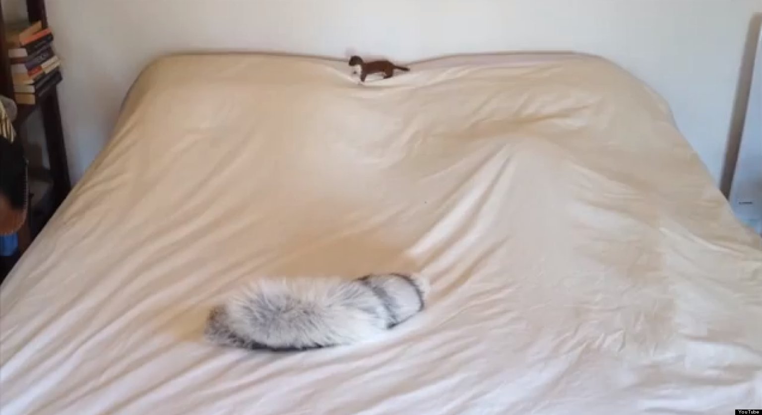 Weasel War Dance: Ozzy The Weasel Attacks (VIDEO)