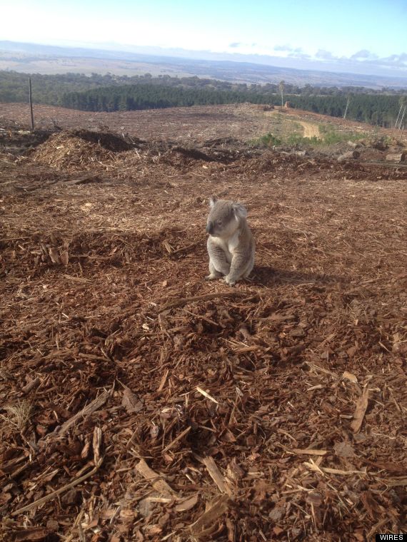 koala photo