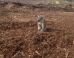 koalas