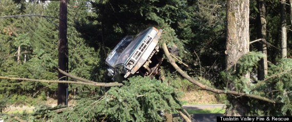 r-TRUCK-IN-A-TREE-large570.jpg?6