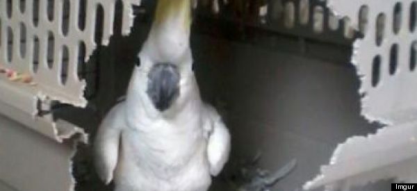 19 animalitos intentando escapar
