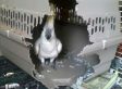 19 animalitos intentando escapar