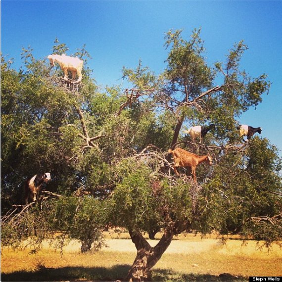 goats in trees