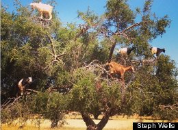 GOATS IN TREES