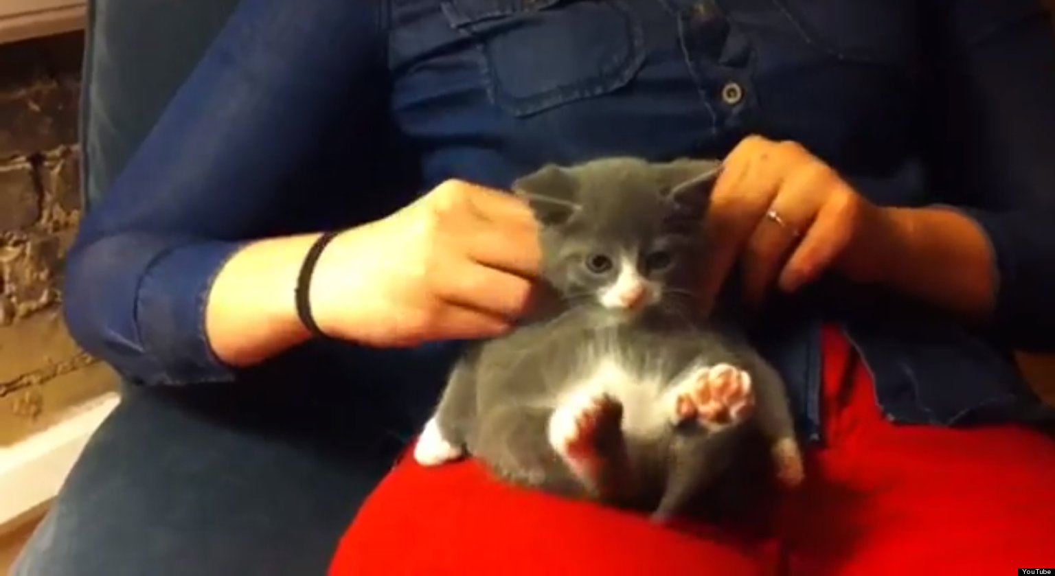Just A Kitten Getting A Massage Video Huffpost Uk