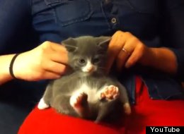 Two Words: Kitten Massage.