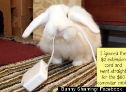 Bunny Shaming: Facebook Group Publicly Humiliates Naughty Rabbits Online (PICTURES)