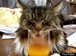WATCH: Just A Cat Snoring Into A Glass Of Orange Juice