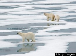 'The Job Requires Good Polar Bear Spotting Skills'