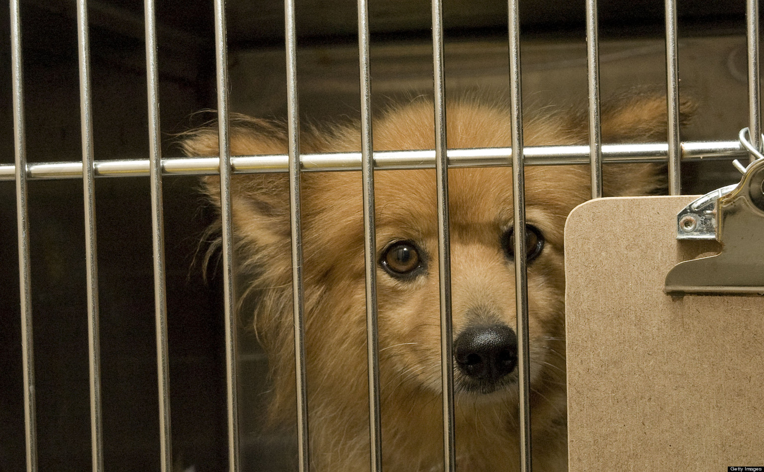 Thanks Cruella, But You Can Keep Your Puppy Mills HuffPost