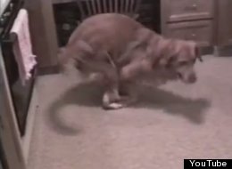 WATCH: This Breakdancing Dog Has Mad Skills