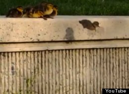 WATCH: Little Ducks vs. Big Ledge