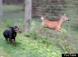 WATCH: Deer And Rottweiler Play Together