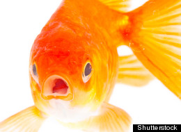 Fish Use Weird Sign Language, Study Says