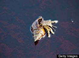 BP Agrees To Pay $340 Million For Gulf Restoration