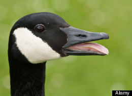 Very Angry Goose Takes Up Eight Parking Spots