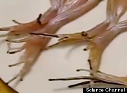 WATCH: A Pinch Of Salt Makes Dead Frog Legs Dance